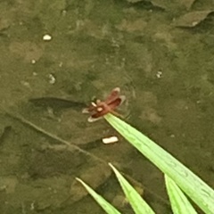 Neurothemis fluctuans