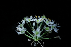 Allium tuberosum