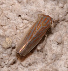 Calamotettix taeniatus