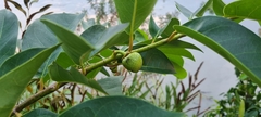 Annonaceae