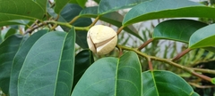 Annonaceae