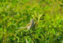 Emberizoides herbicola