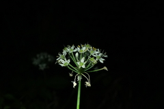 Allium tuberosum