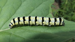 Alypiodes bimaculata