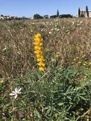 Lupinus luteus