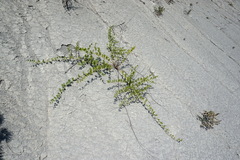 Capparis spinosa herbacea
