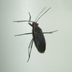 Leptocoris tagalicus