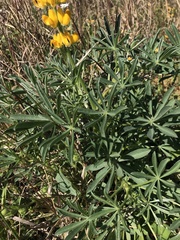 Lupinus luteus