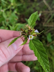 Melochia corchorifolia