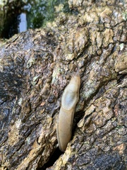 Arion intermedius