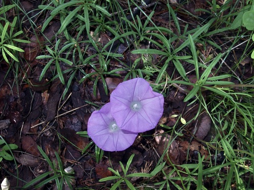 Image of Ipomoea tenuiloba by (c) Sue Carnahan, some rights reserved (CC BY)