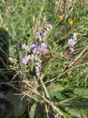 Limonium vulgare