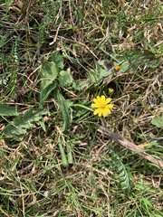 Crepis capillaris