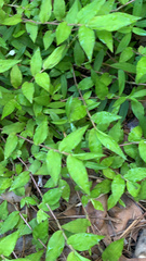 Oplismenus hirtellus