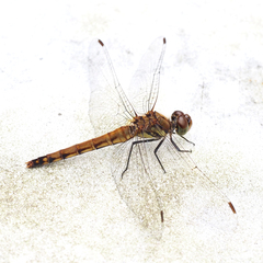 Anisoptera