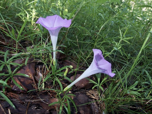 Ipomoea tenuiloba var. lemmonii