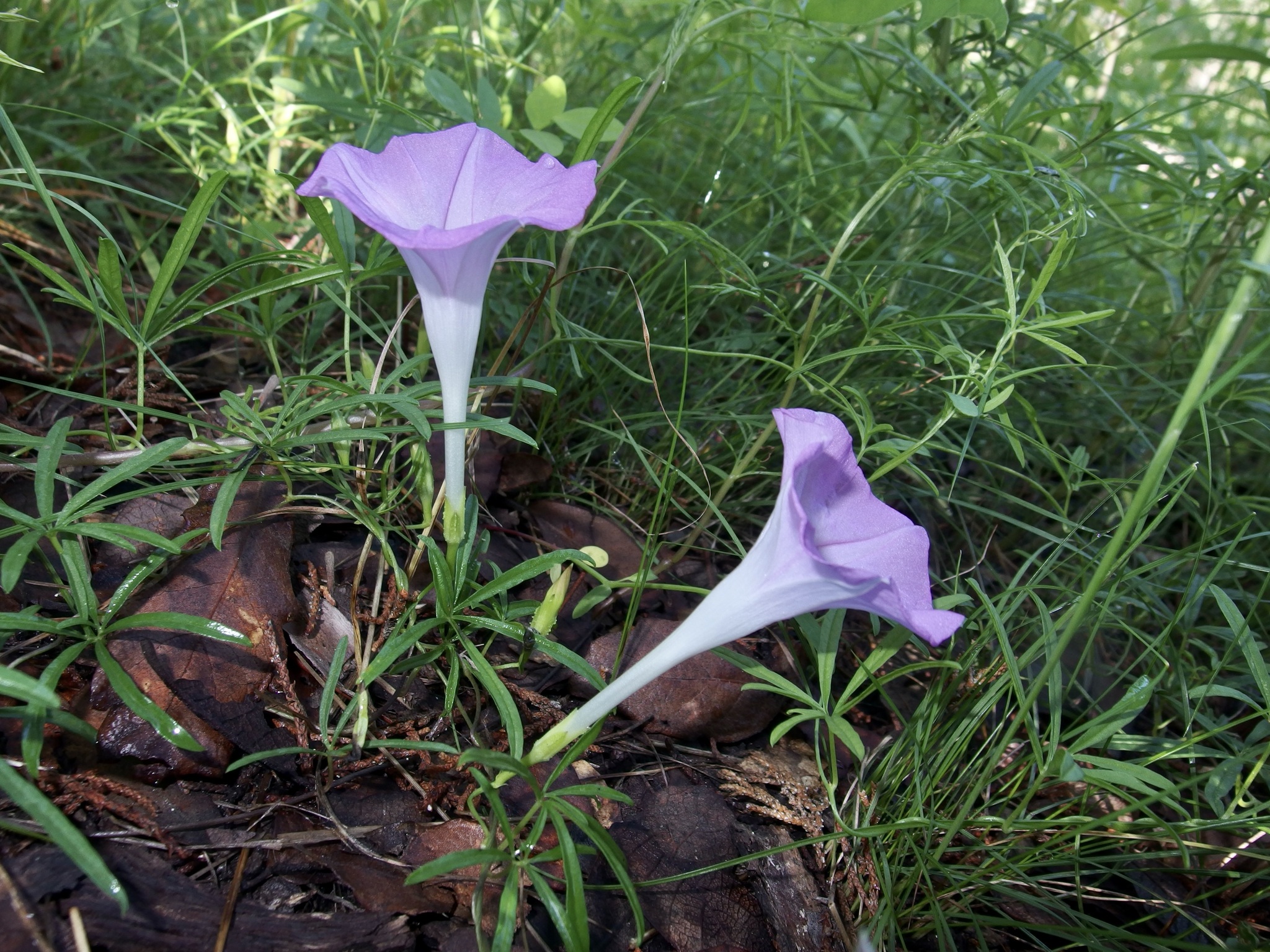 Ipomoea tenuiloba var. lemmonii