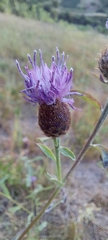 Centaurea nigra