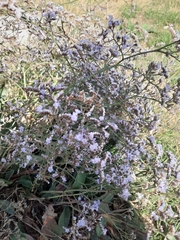 Limonium vulgare
