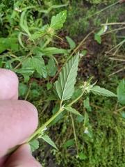 Melochia corchorifolia