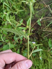 Melochia corchorifolia
