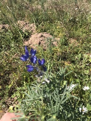 Lupinus angustifolius