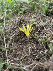 Sternbergia colchiciflora