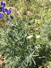 Lupinus angustifolius