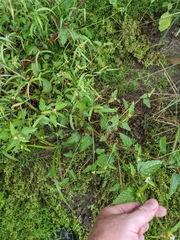 Melochia corchorifolia