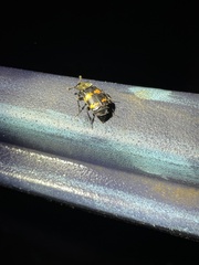 Nicrophorus tomentosus