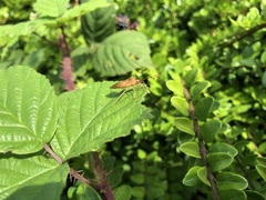 Gonocerus acuteangulatus