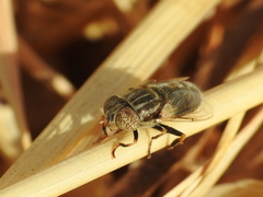 Eristalinus aeneus