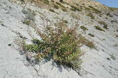 Scrophularia rupestris