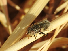 Eristalinus aeneus