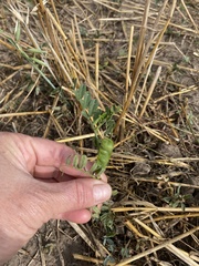 Vicia sepium