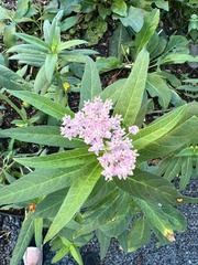 Asclepias perennis