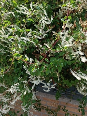 Fallopia baldschuanica