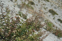 Scrophularia rupestris