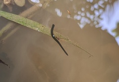 Hirudinaria manillensis