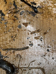 Hirudinaria manillensis