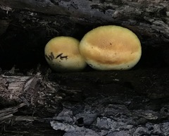 Gymnopilus luteus