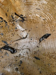 Hirudinaria manillensis
