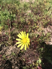 Ursinia