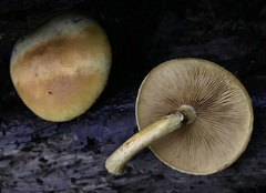 Gymnopilus luteus