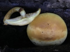 Gymnopilus luteus