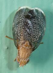 Eutreta noveboracensis