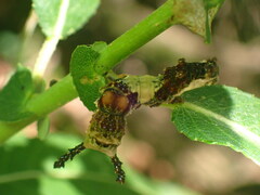 Limenitis