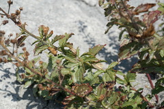 Scrophularia rupestris