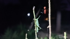 Atractomorpha lata