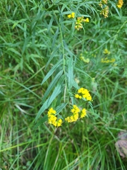 Euthamia graminifolia